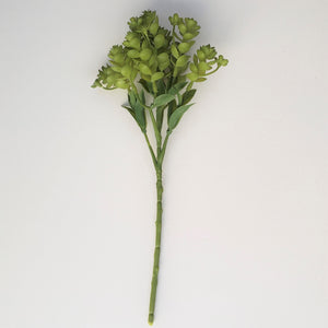 SEDUM ROSETTA PLANT STEM