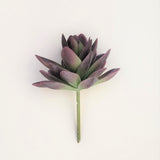 PURPLE SUCCULENT PLANT