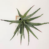 ALOE PLANT