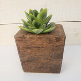 SUCCULENT PLANT