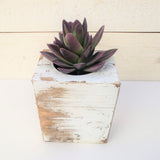 PURPLE SUCCULENT PLANT